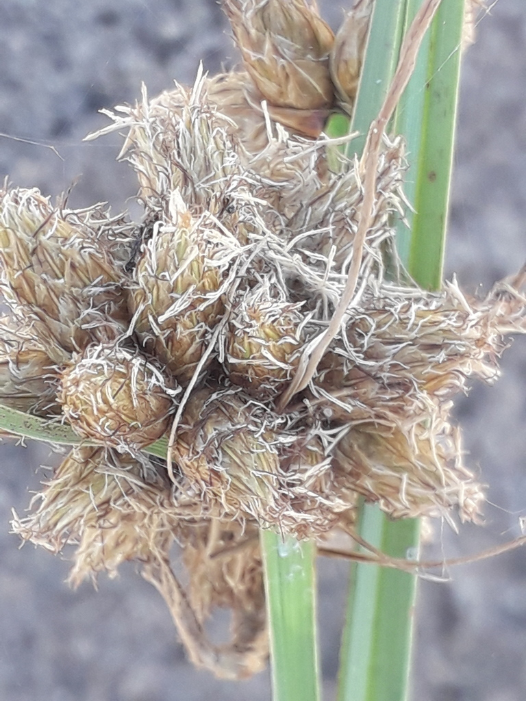 Cyperoideae from Trenque Lauquen, Provincia de Buenos Aires, Argentina