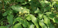 Heptapleurum heptaphyllum