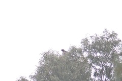 Hieraaetus pennatus