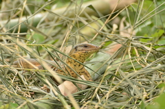 Tupinambis teguixin