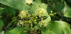 Heptapleurum heptaphyllum