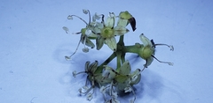 Heptapleurum heptaphyllum