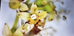 Heptapleurum heptaphyllum