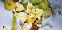 Heptapleurum heptaphyllum
