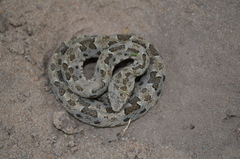 Bothrops mattogrossensis