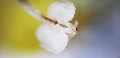 Heptapleurum heptaphyllum