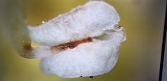 Heptapleurum heptaphyllum