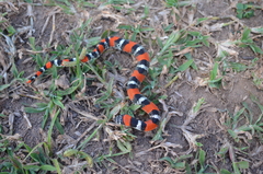 Xenodon matogrossensis