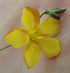 Linum heterostylum