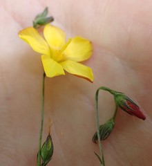 Linum heterostylum