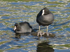 Fulica atra