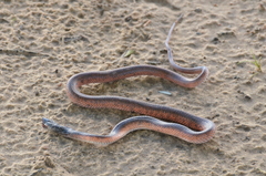 Pseudoboa