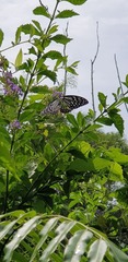 Papilio clytia clytia