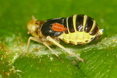 Ditropis pteridis