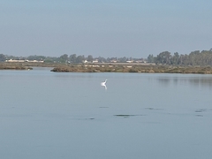 Ardea alba