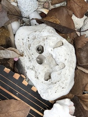 Lithophaga antillarum