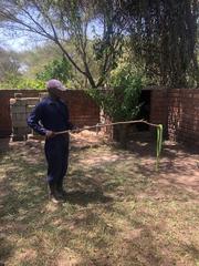 Dendroaspis angusticeps