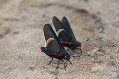 Mysoria barcastus
