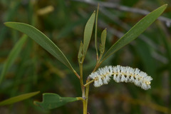 Acacia calyculata