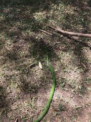 Dendroaspis angusticeps