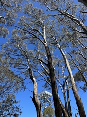 Eucalyptus pauciflora pauciflora