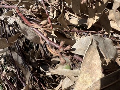 Eucalyptus pauciflora pauciflora