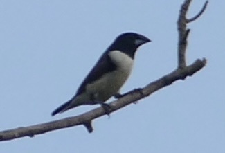 Magpie Mannikin (Spermestes fringilloides), photo 9