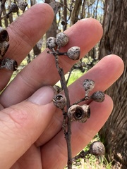 Eucalyptus pauciflora pauciflora
