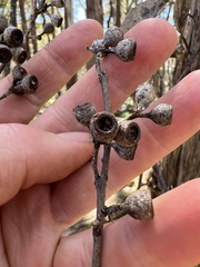 Eucalyptus pauciflora pauciflora