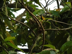 Psilopogon pyrolophus