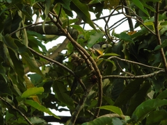 Psilopogon pyrolophus