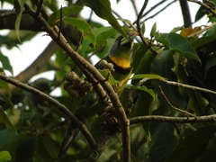 Psilopogon pyrolophus