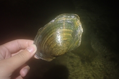 Sinanodonta woodiana