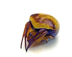 Araneus cyrtarachnoides