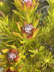 Leucadendron salignum