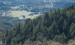 Pseudotsuga macrocarpa