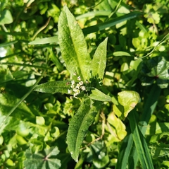 Capsella bursa-pastoris