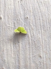 Argyrocosma inductaria