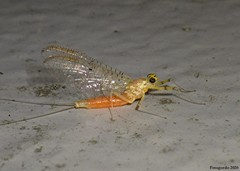 Stenacron interpunctatum interpunctatum