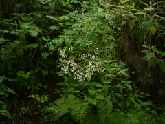 Thalictrum foliolosum