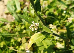 Capsella bursa-pastoris