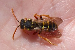 Nomada goodeniana
