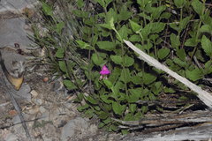 Callisia navicularis