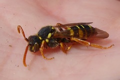 Nomada goodeniana