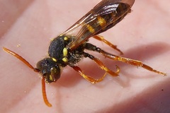 Nomada goodeniana