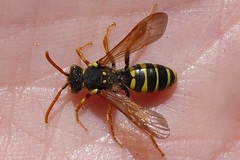 Nomada goodeniana