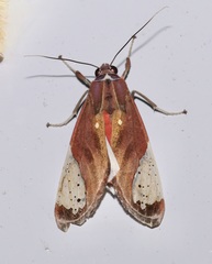 Bertholdia albipuncta