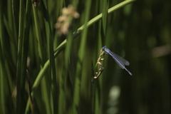 Paracercion plagiosum