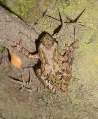 Scinax granulatus