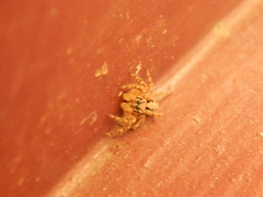 Plexippus petersi